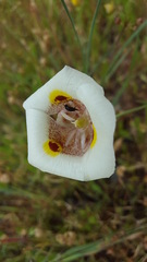 Calochortus superbus