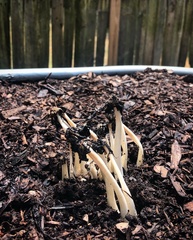 Coprinopsis annulopora