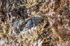 Hoplia