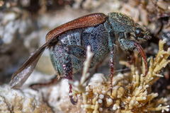 Hoplia