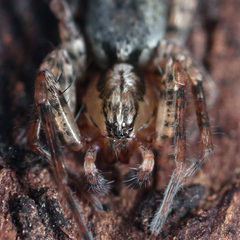 Anyphaena