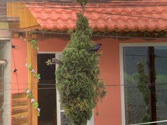 Quiscalus lugubris