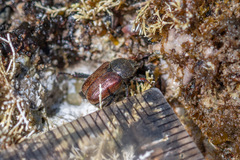 Hoplia
