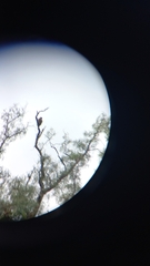 Parabuteo unicinctus