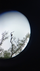 Parabuteo unicinctus