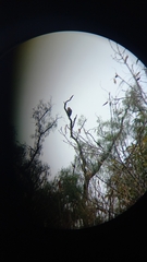 Parabuteo unicinctus