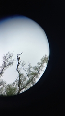 Parabuteo unicinctus