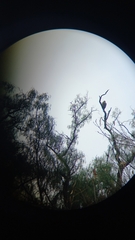 Parabuteo unicinctus