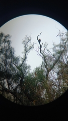 Parabuteo unicinctus