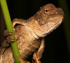 Bradypodion gutturale