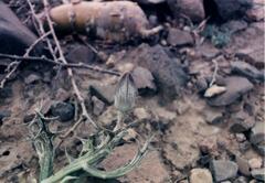 Caralluma