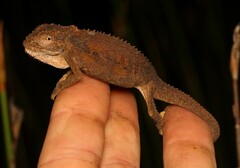 Bradypodion gutturale