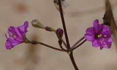 Commicarpus australis