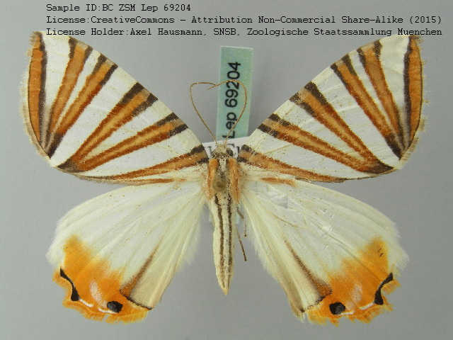 Pityeja histrionaria