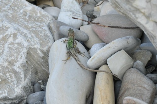 Szczerbak's Lizard