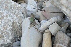 Darevskia szczerbaki