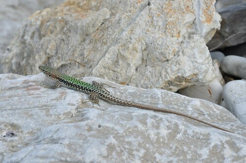 Szczerbak's Lizard