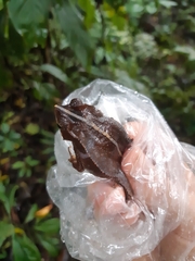 Rhinella margaritifera