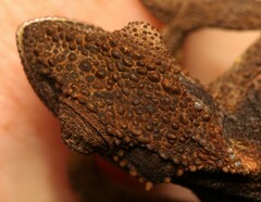 Bradypodion gutturale