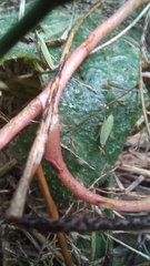 Draeculacephala minerva