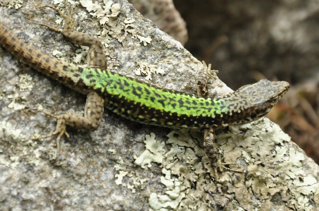Rock Lizard