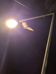 Rousettus aegyptiacus