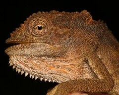 Bradypodion gutturale