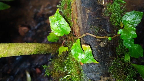 Image of Begonia glabra by (c) Guillaume Delaitre, some rights reserved (CC BY)