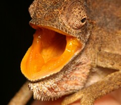 Bradypodion gutturale