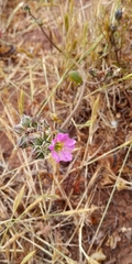 Mirabilis