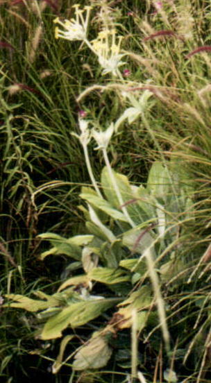 Evotrochis verticillata