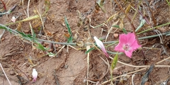 Convolvulus chilensis