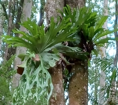 Platycerium superbum