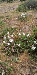 Oenothera acaulis