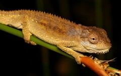 Bradypodion gutturale