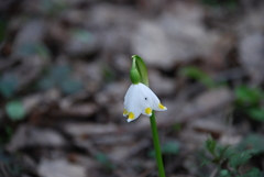Leucojum vernum