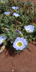 Nolana paradoxa