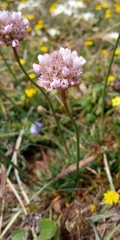Armeria curvifolia