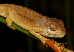 Bradypodion gutturale