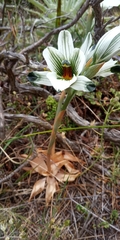 Chloraea bletioides