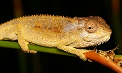 Bradypodion gutturale