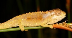 Bradypodion gutturale