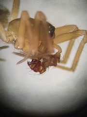 Porrhomma microphthalmum