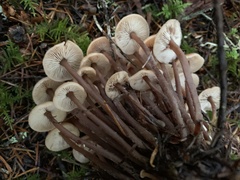 Connopus acervatus