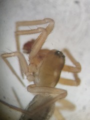 Porrhomma microphthalmum