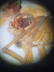 Porrhomma microphthalmum