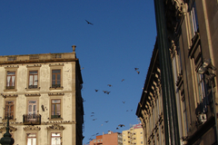 Columba livia domestica