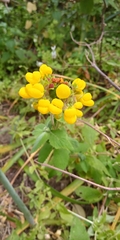 Calceolaria viscosissima