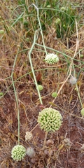 Asteriscium chilense