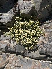 Helichrysum intermedium
